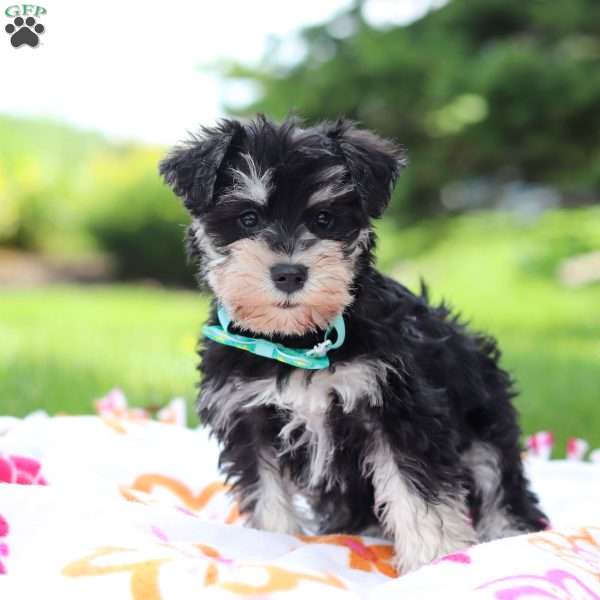 Denver, Miniature Schnauzer Puppy
