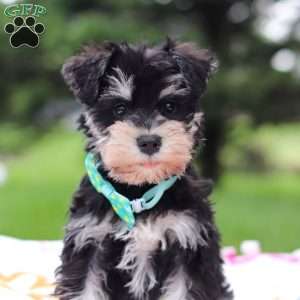 Denver, Miniature Schnauzer Puppy