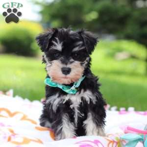 Denver, Miniature Schnauzer Puppy