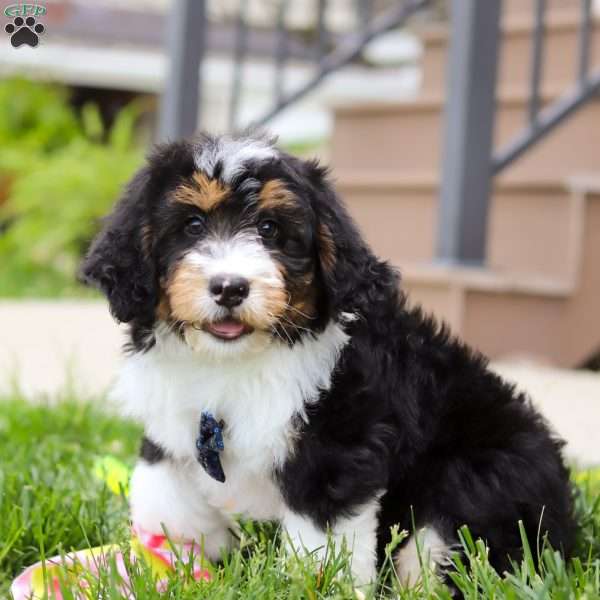 Denver, Mini Bernedoodle Puppy