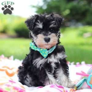 Denver, Miniature Schnauzer Puppy