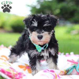 Denver, Miniature Schnauzer Puppy