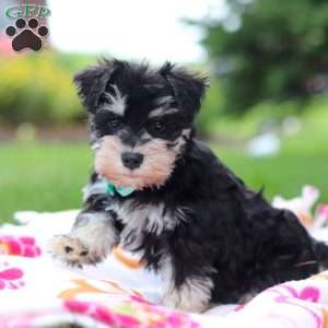 Denver, Miniature Schnauzer Puppy