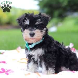 Denver, Miniature Schnauzer Puppy
