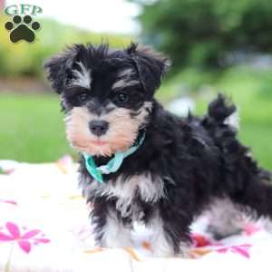 Denver, Miniature Schnauzer Puppy