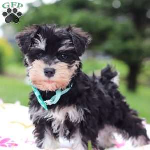 Denver, Miniature Schnauzer Puppy