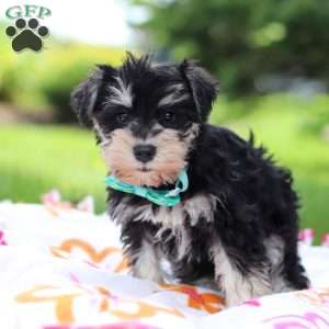 Denver, Miniature Schnauzer Puppy