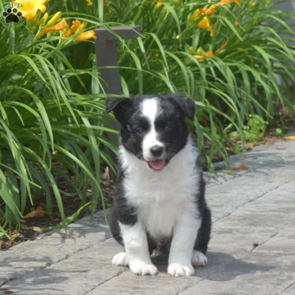 Deputy, Border Collie Puppy