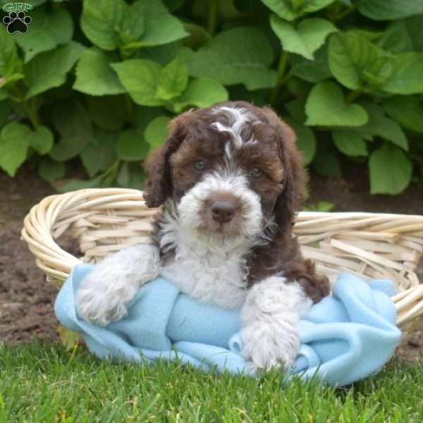 Deputy, Mini Aussiedoodle Puppy