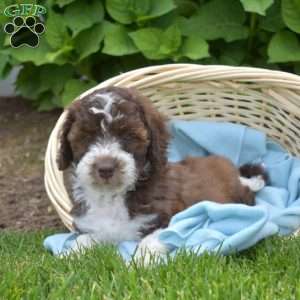 Deputy, Mini Aussiedoodle Puppy
