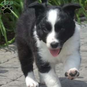 Deputy, Border Collie Puppy