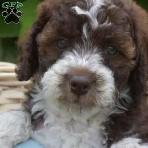 Deputy, Mini Aussiedoodle Puppy