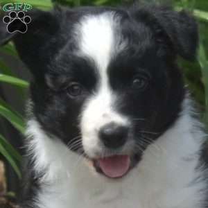 Deputy, Border Collie Puppy