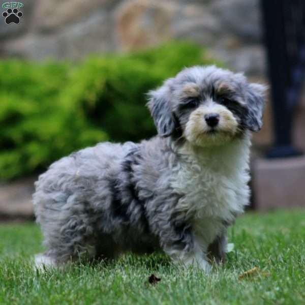 Derek, Mini Bernedoodle Puppy