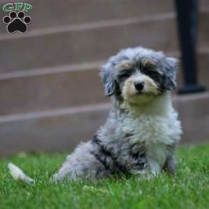 Derek, Mini Bernedoodle Puppy