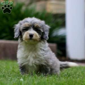 Derek, Mini Bernedoodle Puppy