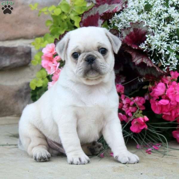 Devan, Pug Puppy