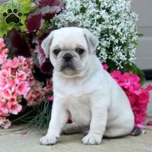 Devan, Pug Puppy