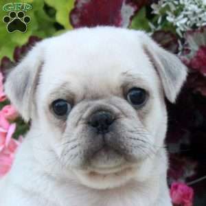 Devan, Pug Puppy