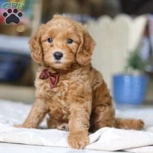 Dexter, Goldendoodle Puppy