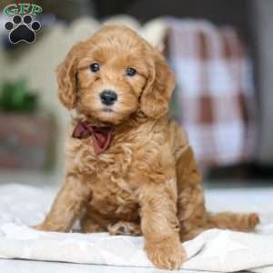 Dexter, Goldendoodle Puppy