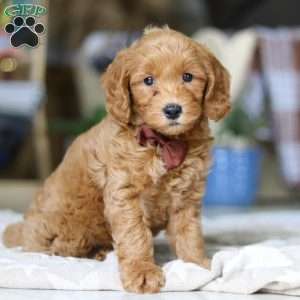 Dexter, Goldendoodle Puppy