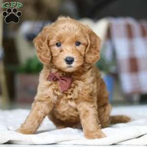 Dexter, Goldendoodle Puppy