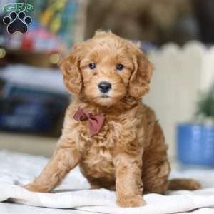 Dexter, Goldendoodle Puppy