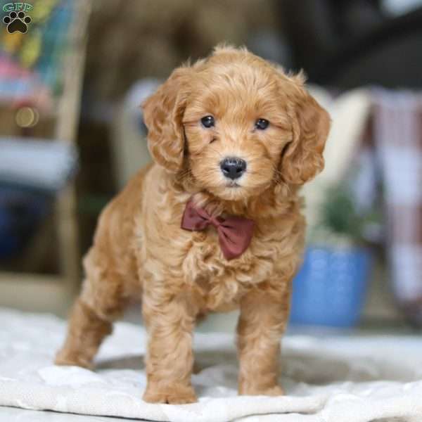 Dexter, Goldendoodle Puppy