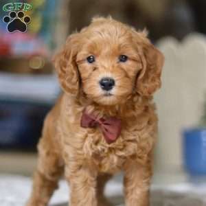 Dexter, Goldendoodle Puppy