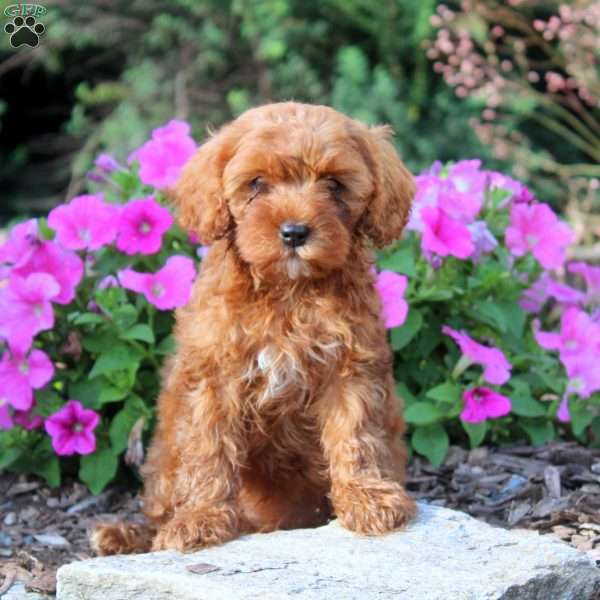 Dezi, Cavapoo Puppy