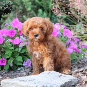Dezi, Cavapoo Puppy