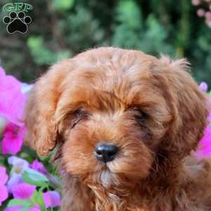 Dezi, Cavapoo Puppy
