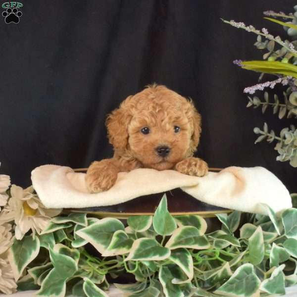 Dill, Bich-Poo Puppy