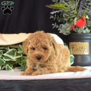 Dill, Bich-Poo Puppy