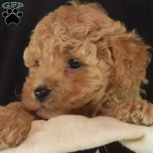 Dill, Bich-Poo Puppy
