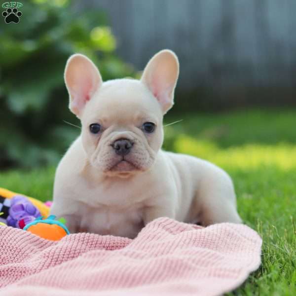 Diva, French Bulldog Puppy