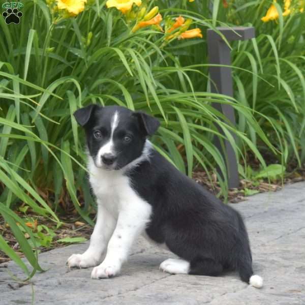 Dixie, Border Collie Puppy