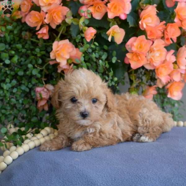 Dixie, Maltipoo Puppy