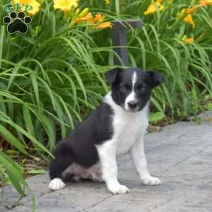 Dixie, Border Collie Puppy