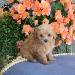 Dixie, Maltipoo Puppy