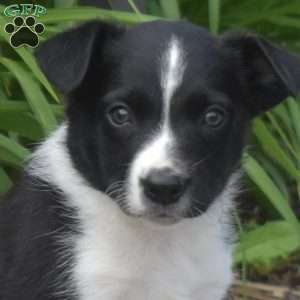 Dixie, Border Collie Puppy