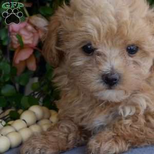 Dixie, Maltipoo Puppy