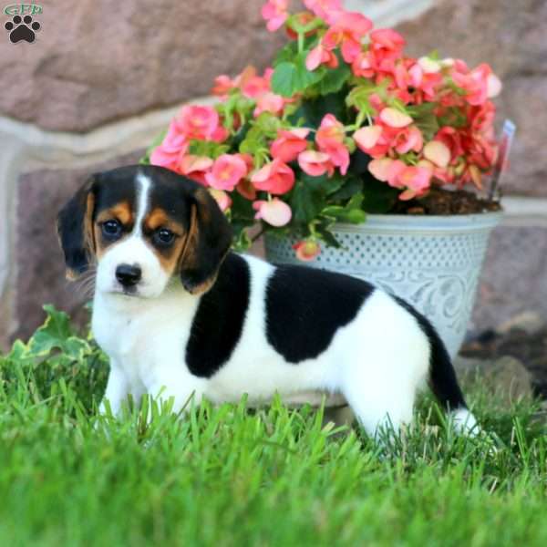 Dixie, Beagle Puppy