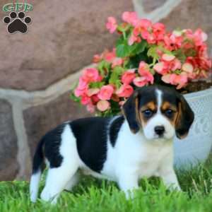 Dixie, Beagle Puppy