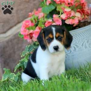 Dixie, Beagle Puppy