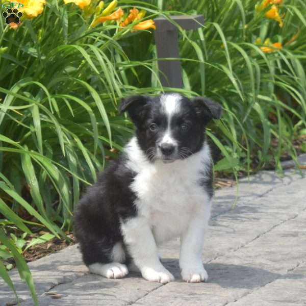 Dodger, Border Collie Puppy