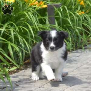 Dodger, Border Collie Puppy