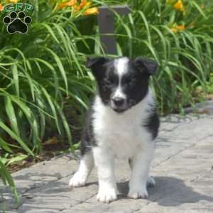 Dodger, Border Collie Puppy