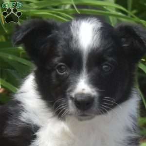 Dodger, Border Collie Puppy